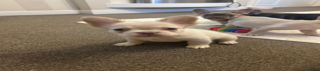 French Bulldog Puppy 4
