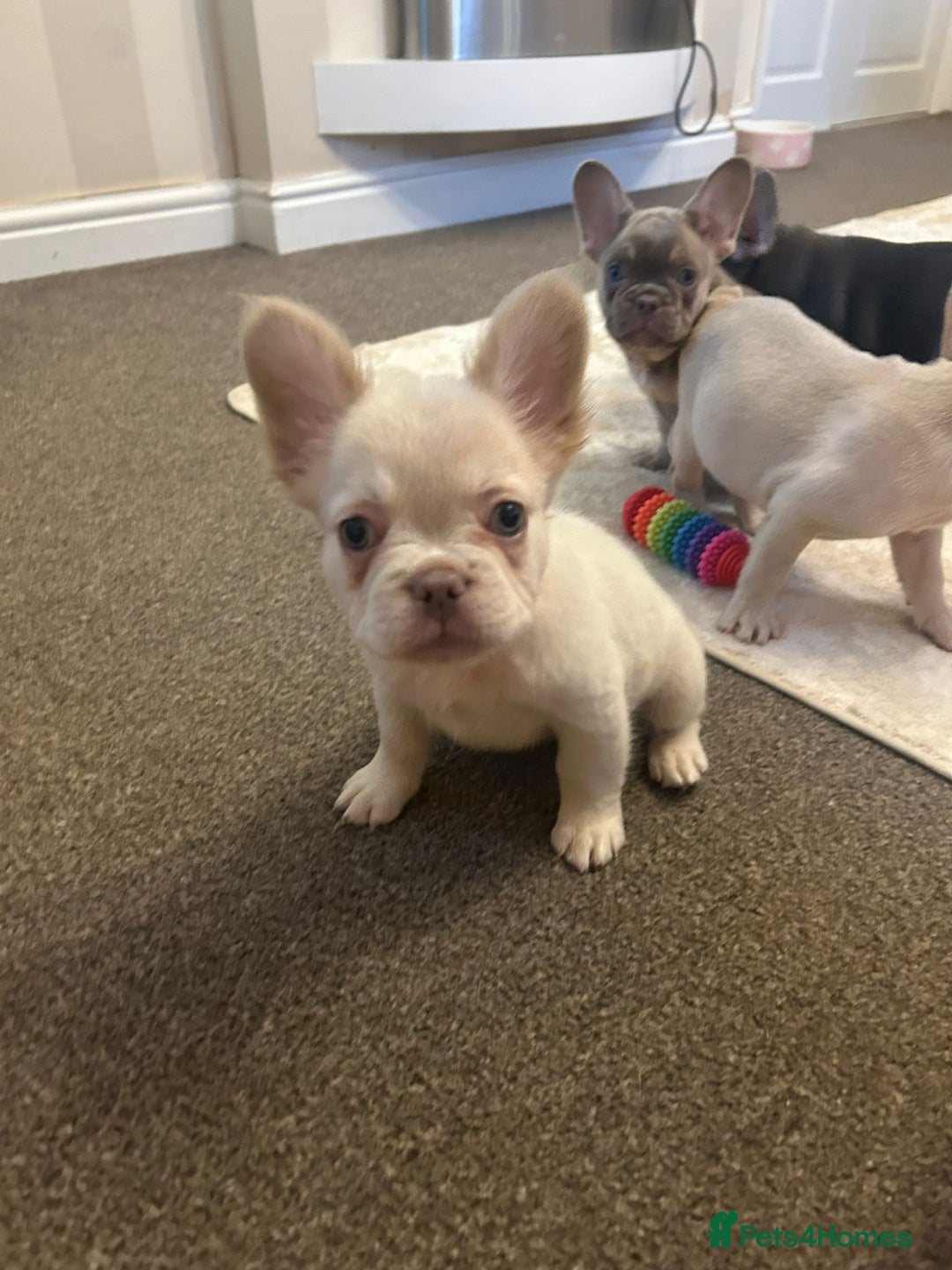 French Bulldog dogs for sale: Kc registered french bulldog puppy’s Isabella  - Image 12