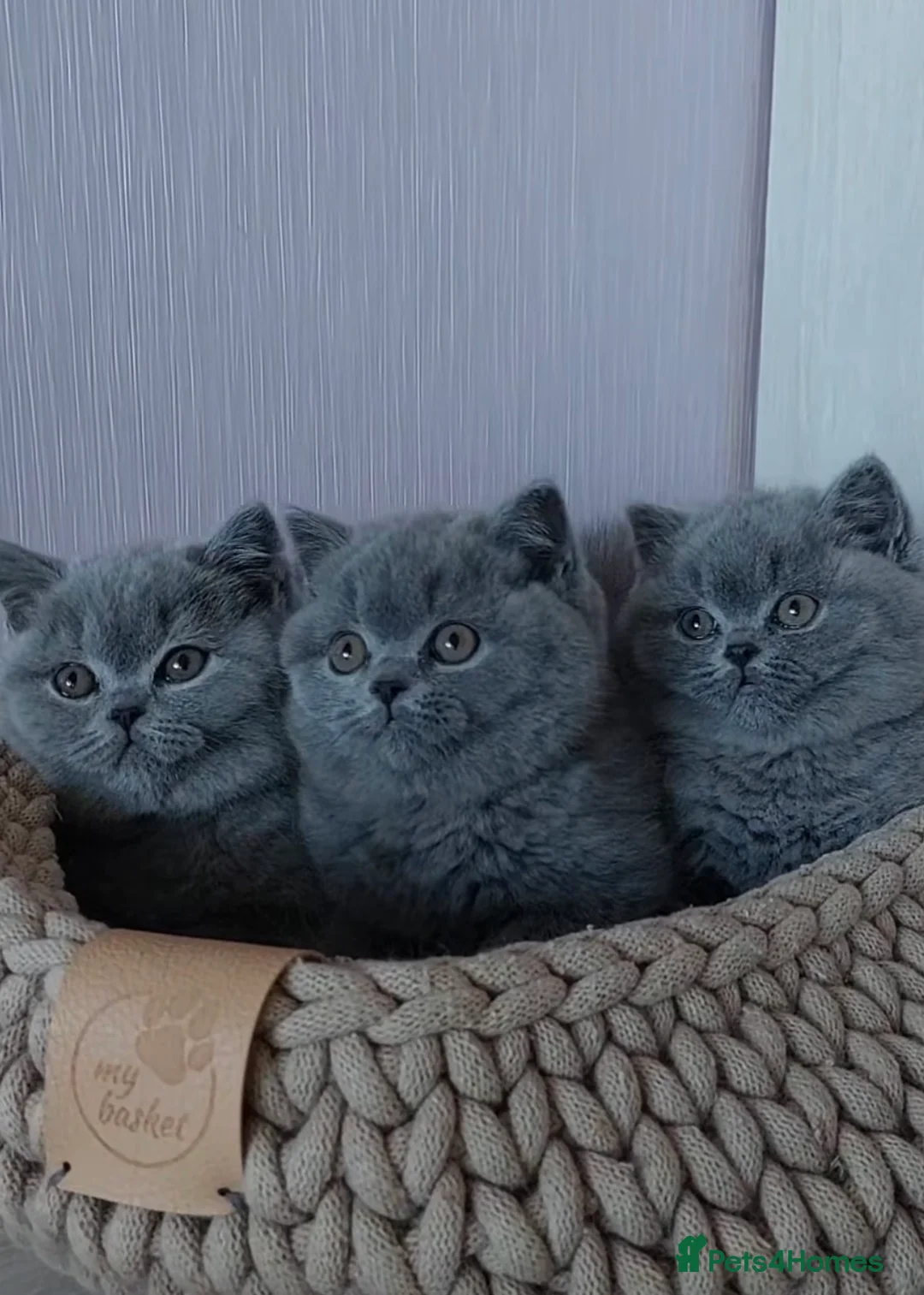 British Shorthair cats for sale: Chubby British Shorthair kitten  - Advert 1