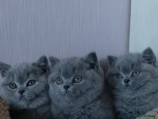 British Shorthair cats Chubby British Shorthair kitten - Advert 5