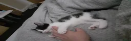 Mixed Breed cats for sale: Male and female kittens needing rehomed - Advert 3