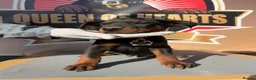 Chinese Red Dog dogs for sale: Stunning (Laizhou hong) Chinese red dog puppies  - Advert 7