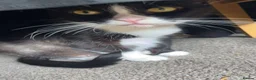 Mixed Breed cats for sale: Male kittens  - Advert 1