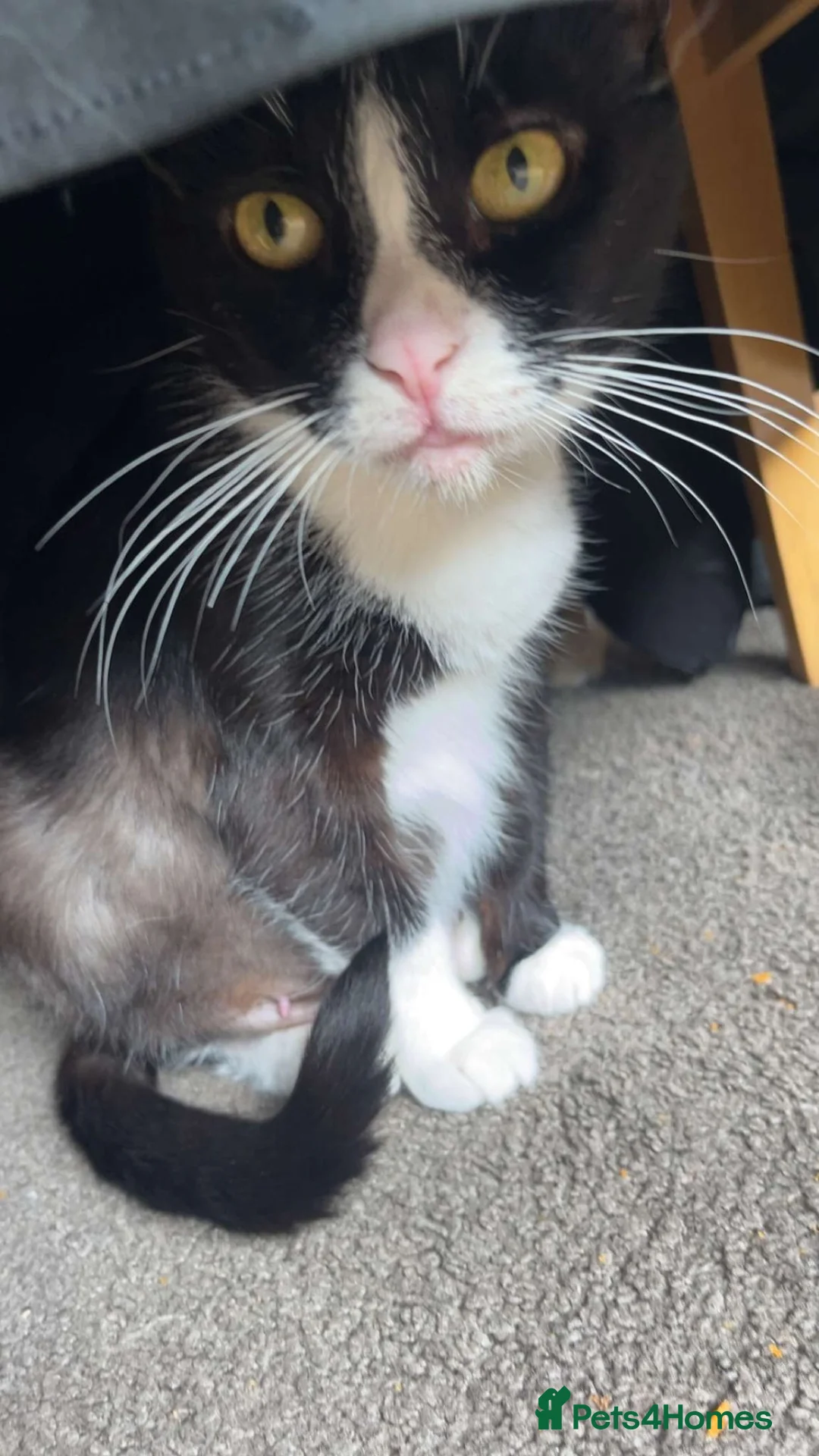 Mixed Breed cats for sale: Male kittens  - Advert 1