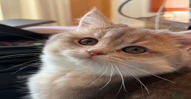 British Shorthair cats READY Champion lines Blue Golden BSH - Advert 12