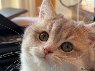 British Shorthair cats READY Champion lines Blue Golden BSH - Advert 13