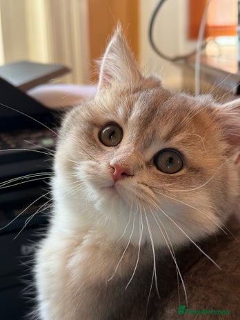 British Shorthair cats - Advert 2