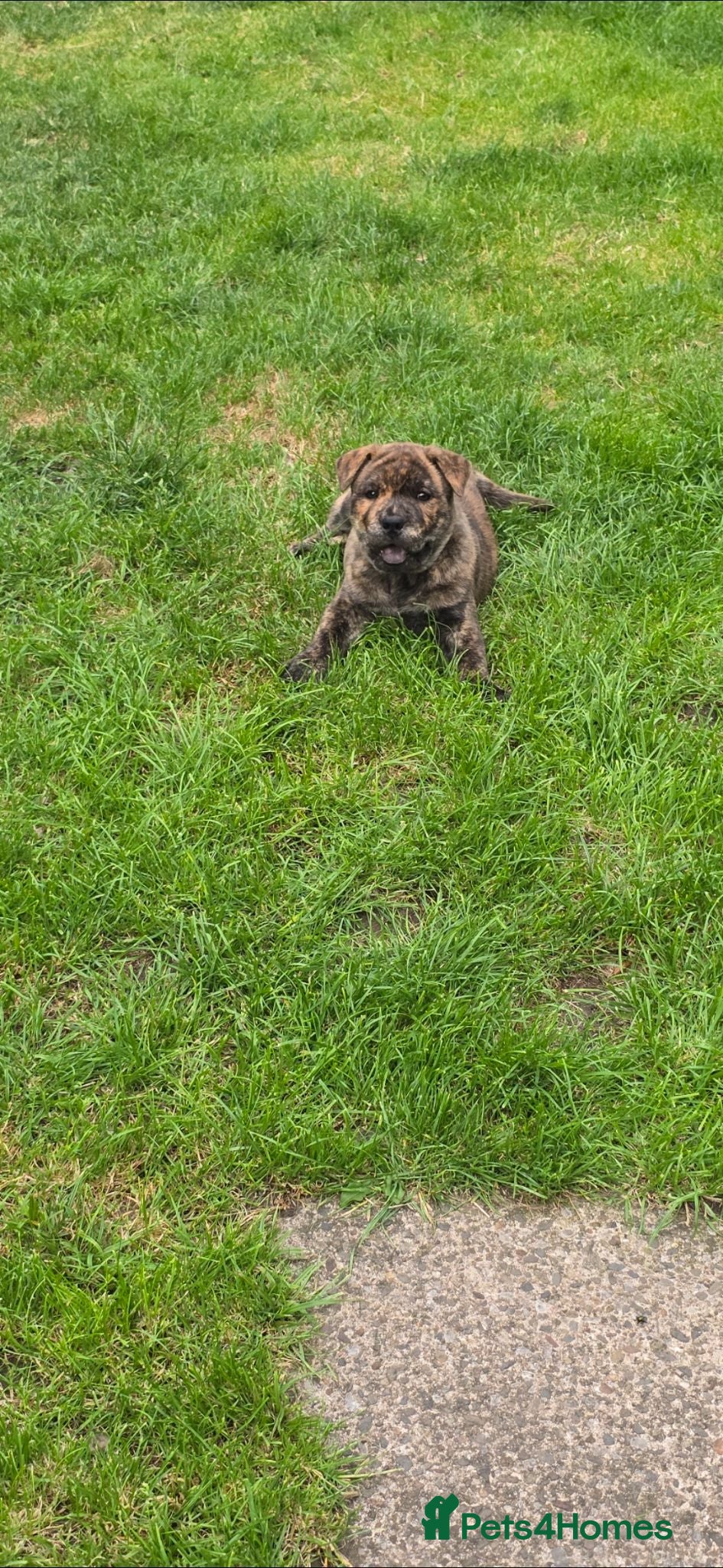 Mixed Breed dogs Chaffy babies - Advert 2