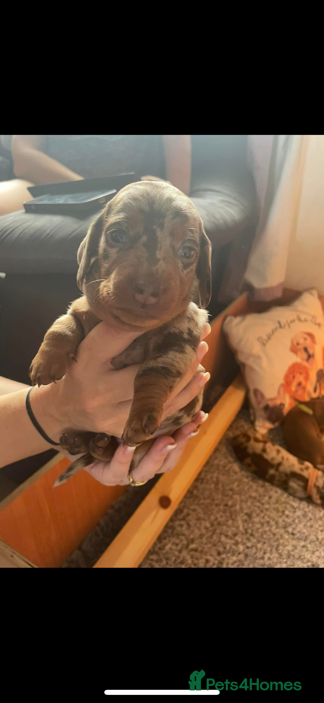 Miniature Dachshund dogs for sale: Miniature dachshunds  - Image 15