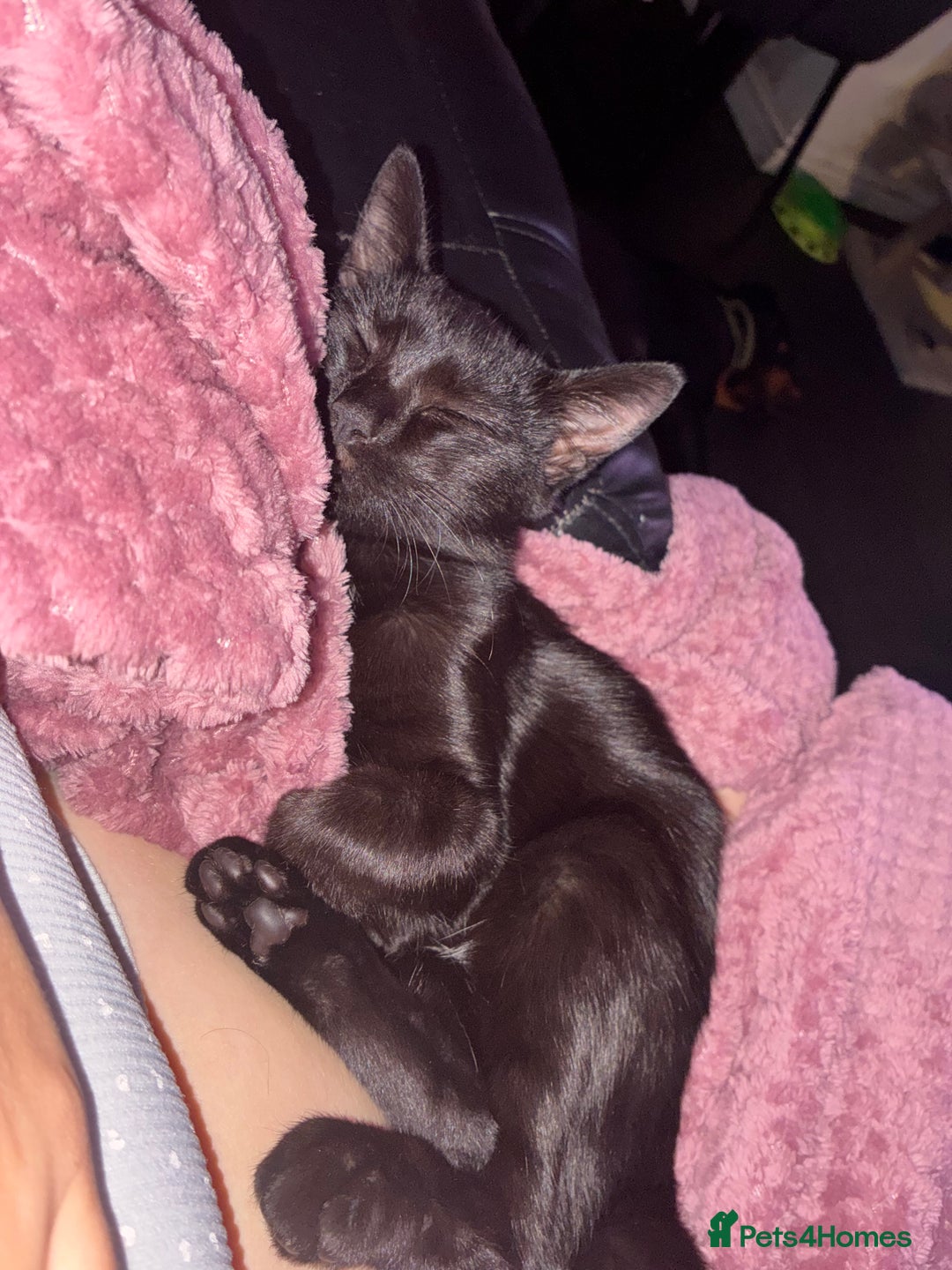 Mixed Breed cats for sale: Female cat - Advert 2