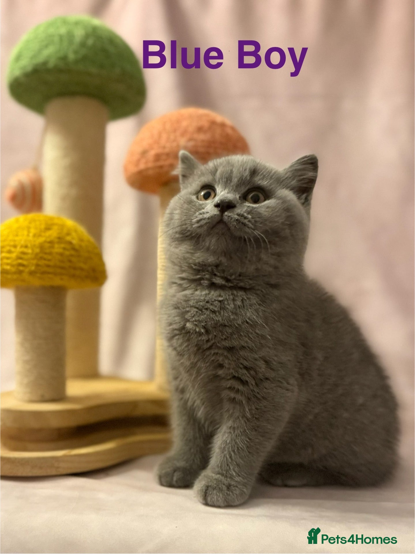 British Shorthair cats Registered Pedigree British Shorthair & Longhair  - Advert 1