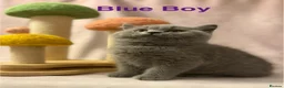 British Shorthair cats for sale: Registered Pedigree British Shorthair & Longhair  in Stafford - Advert 20