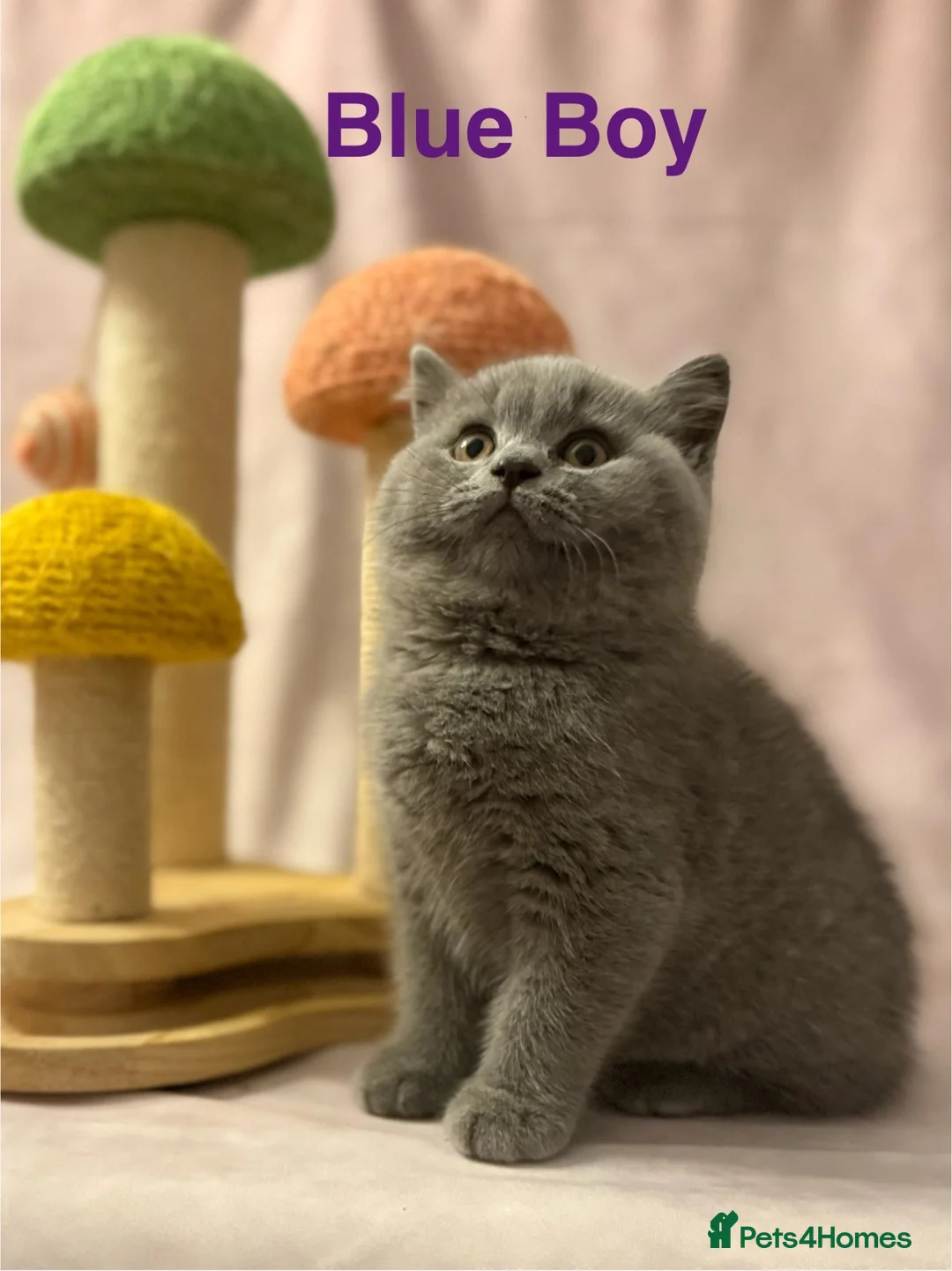 British Shorthair cats for sale: Registered Pedigree British Shorthair & Longhair  - Advert 1