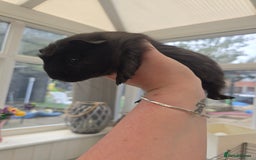 Guinea Pig rodents for sale: Male baby guineapigs  - Image 2