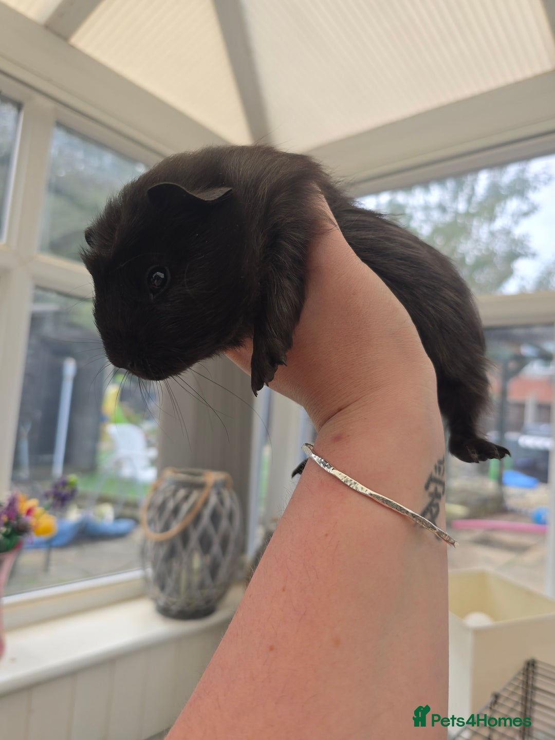 Guinea Pig rodents for sale: Male baby guineapigs  - Image 2