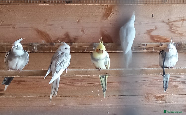 Cockatiels birds - Advert 4