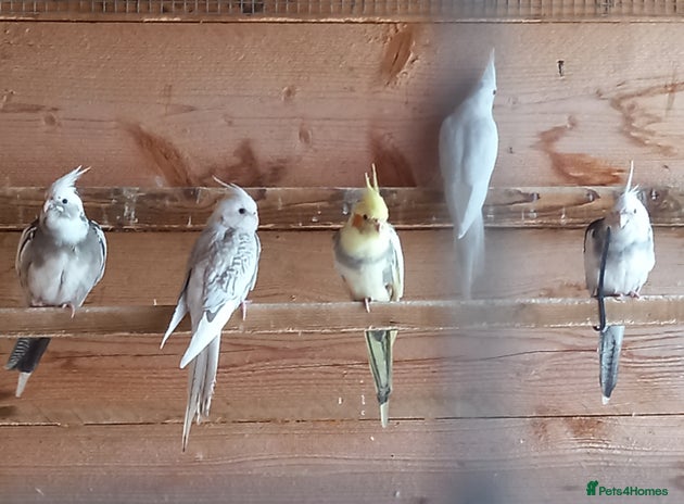 Cockatiels birds - Advert 14
