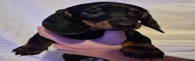 Dachshund Puppy 2