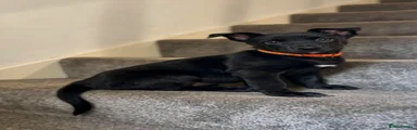 Orange Collar Girl