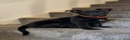 Belgian Shepherd Dog dogs for sale: Stunning Belgian Malinois Puppies  - Advert 16