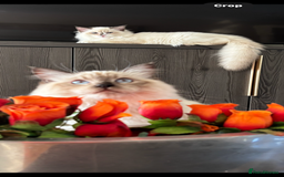 Ragdoll cats for sale: TICA DNA tested 5 Gen Pedigree  - Image 9