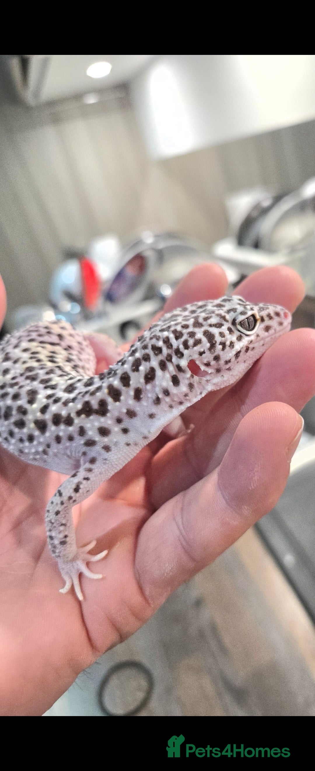 Leopard Gecko reptiles for sale: Tug snow female for sale - Advert 4