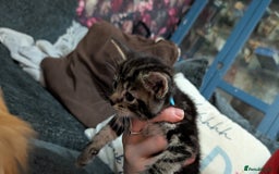 Mixed Breed cats for sale: Kittens for sale  - Image 5