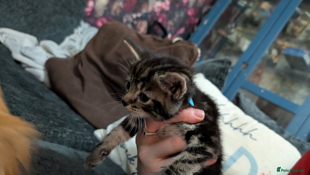 Mixed Breed cats for sale: Kittens for sale  - Image 5