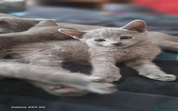Russian Blue cats for sale: TICA Russian Blue Kittens Pedigree - Image 12
