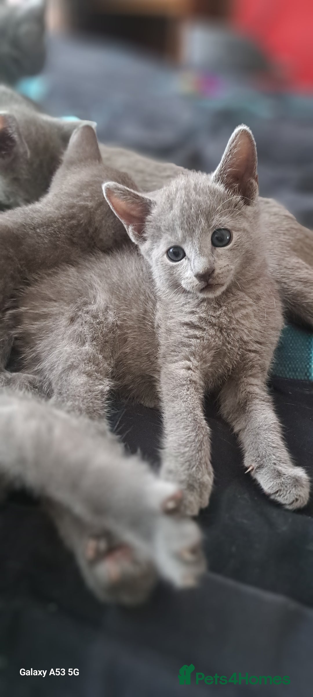Russian Blue cats for sale: TICA Russian Blue Kittens Pedigree - Image 12