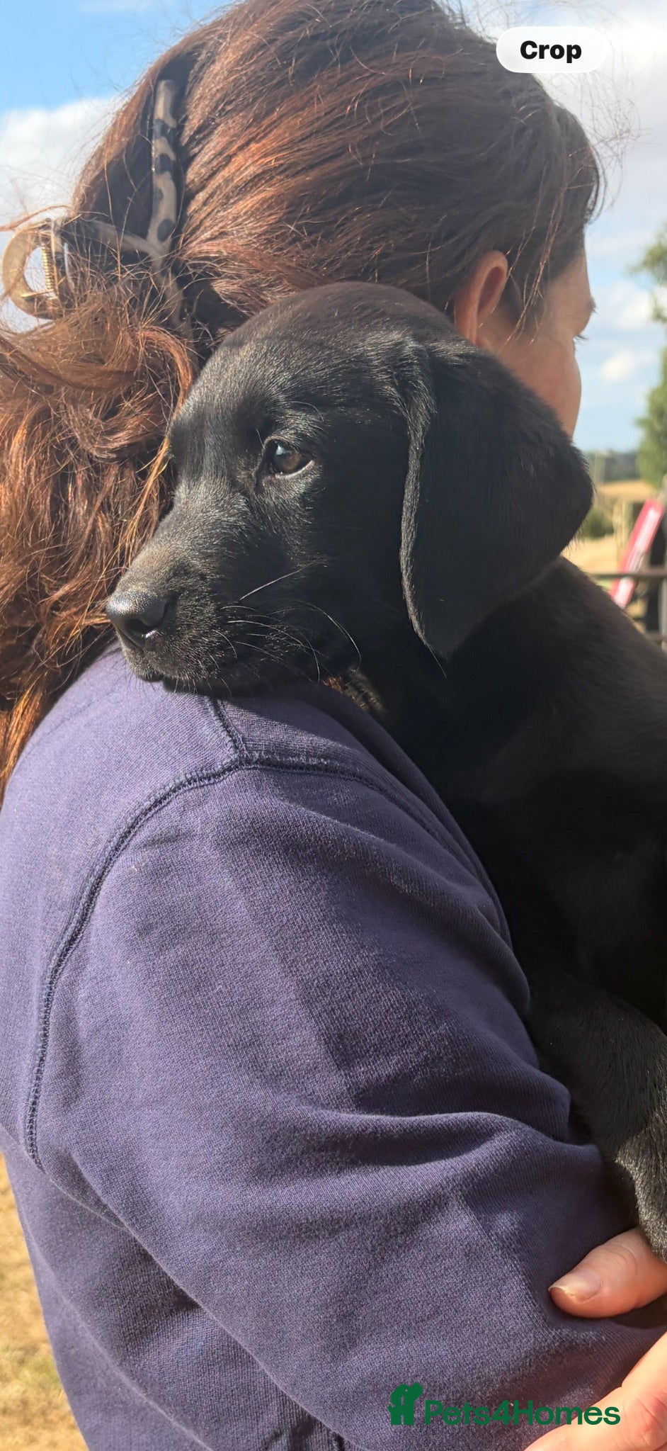Labrador Retriever dogs KC registered black sporting Labrador puppies - Advert 20