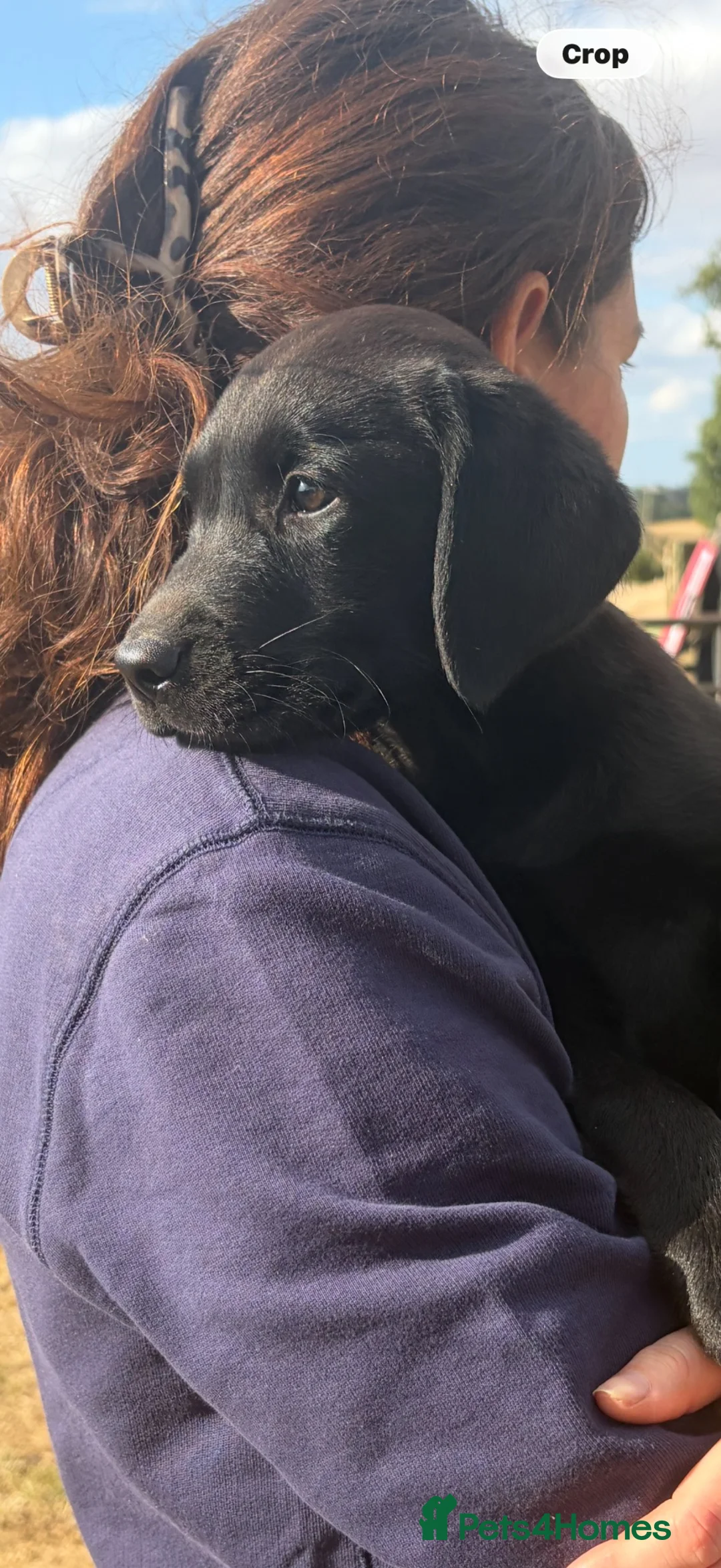 Labrador Retriever dogs for sale: KC registered black sporting Labrador puppies - Advert 1