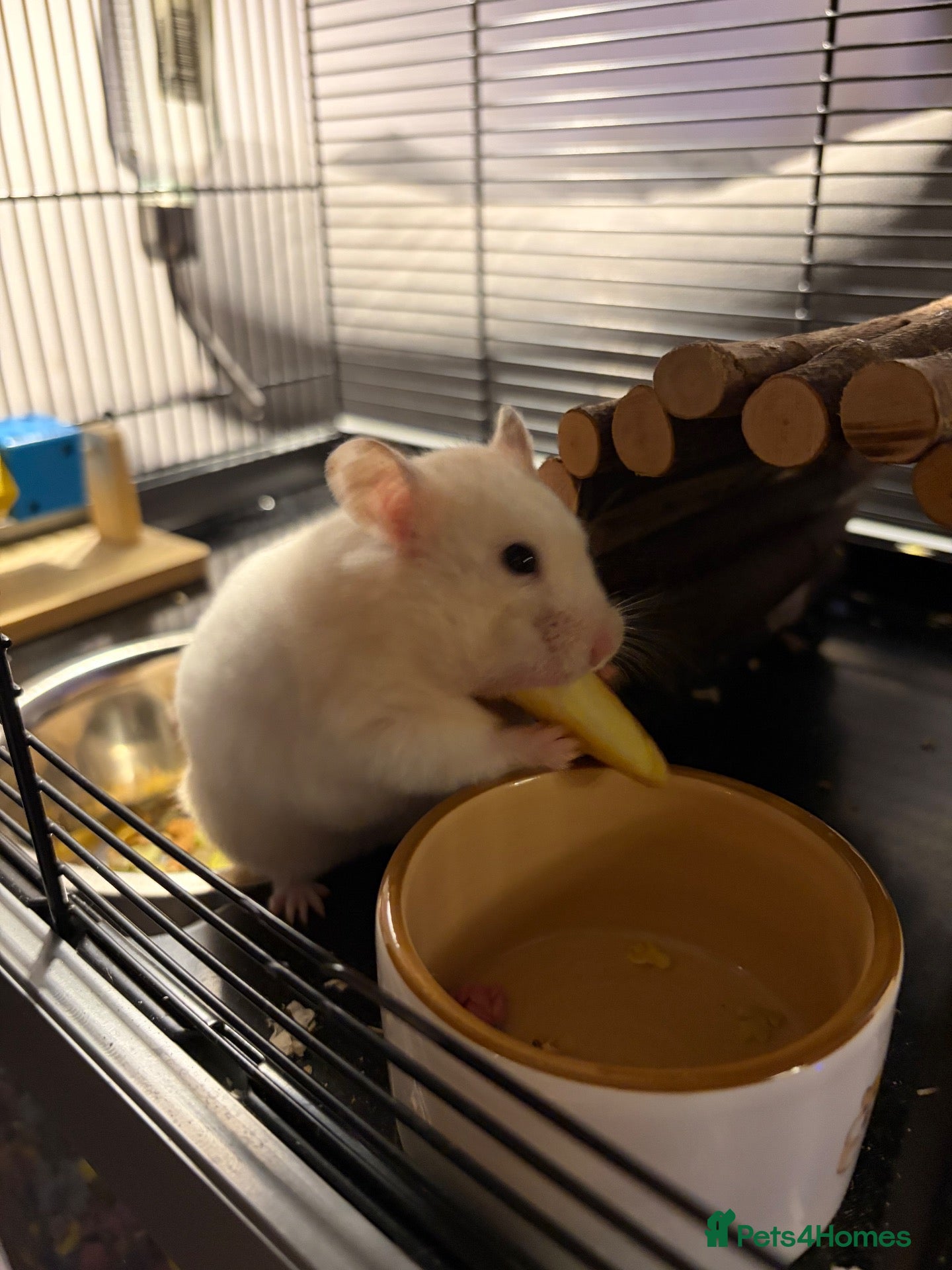 Hamster rodents Evie the Hamster - Advert 3