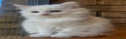 Turkish Angora cats for sale: Kittens available for loving homes - Advert 10