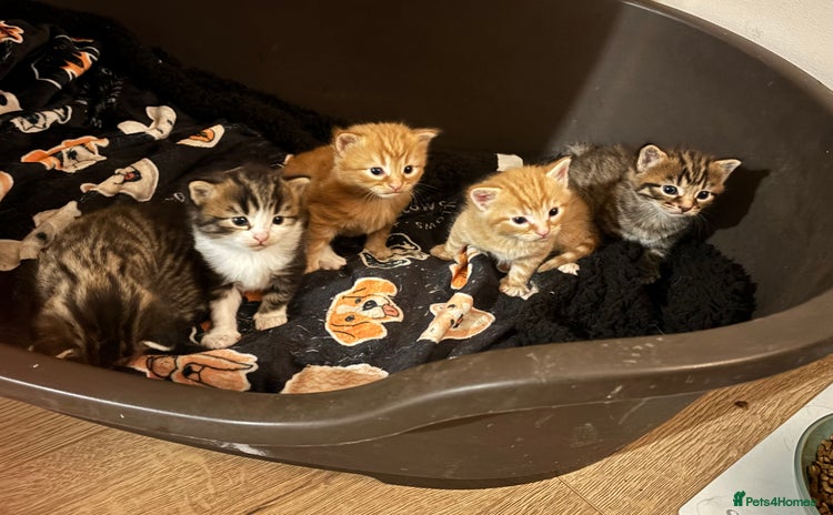 Mixed Breed cats - Advert 2