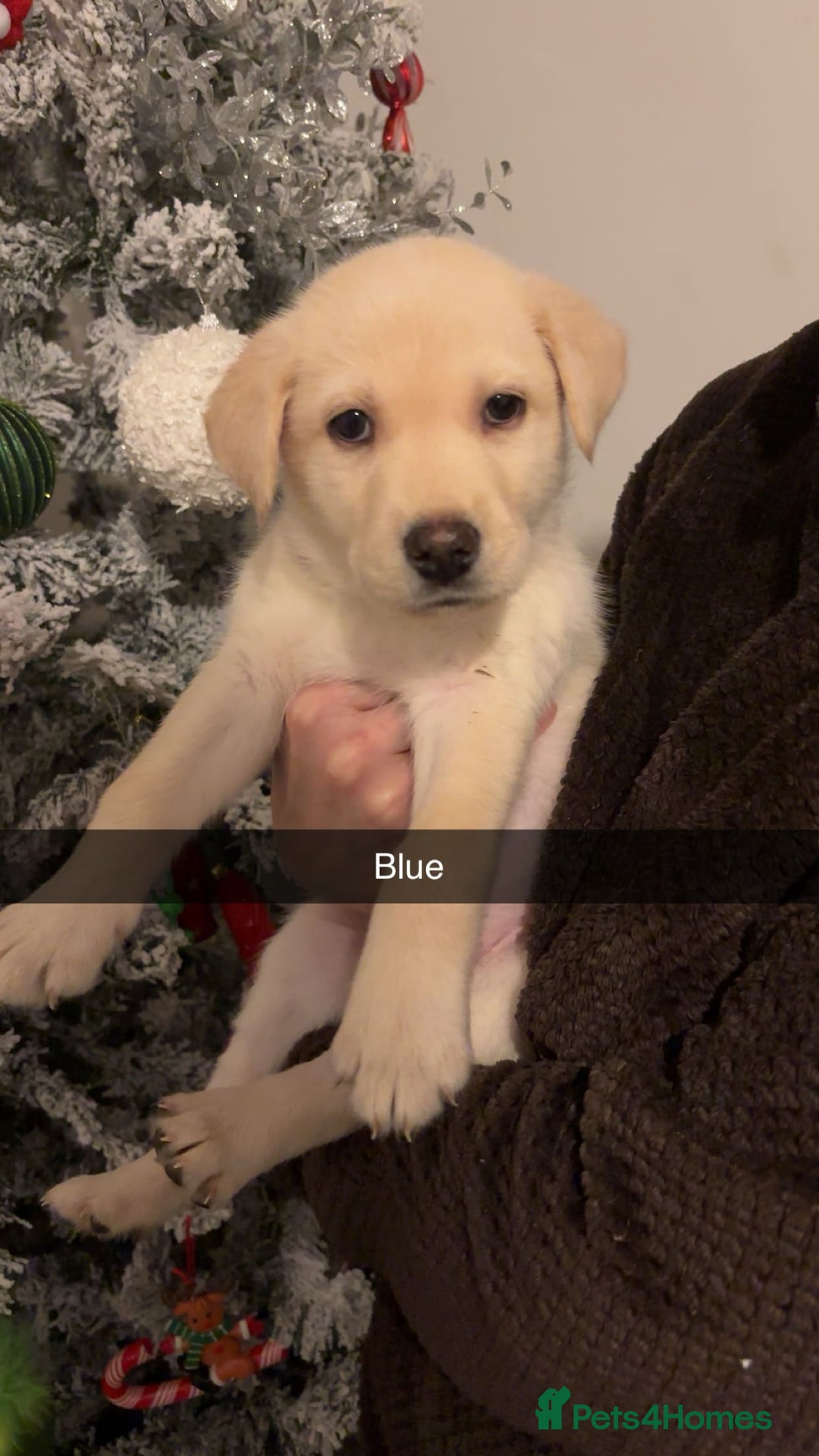 Mixed Breed dogs for sale: 8 gorgeous Huskador puppies for sale  - Advert 3