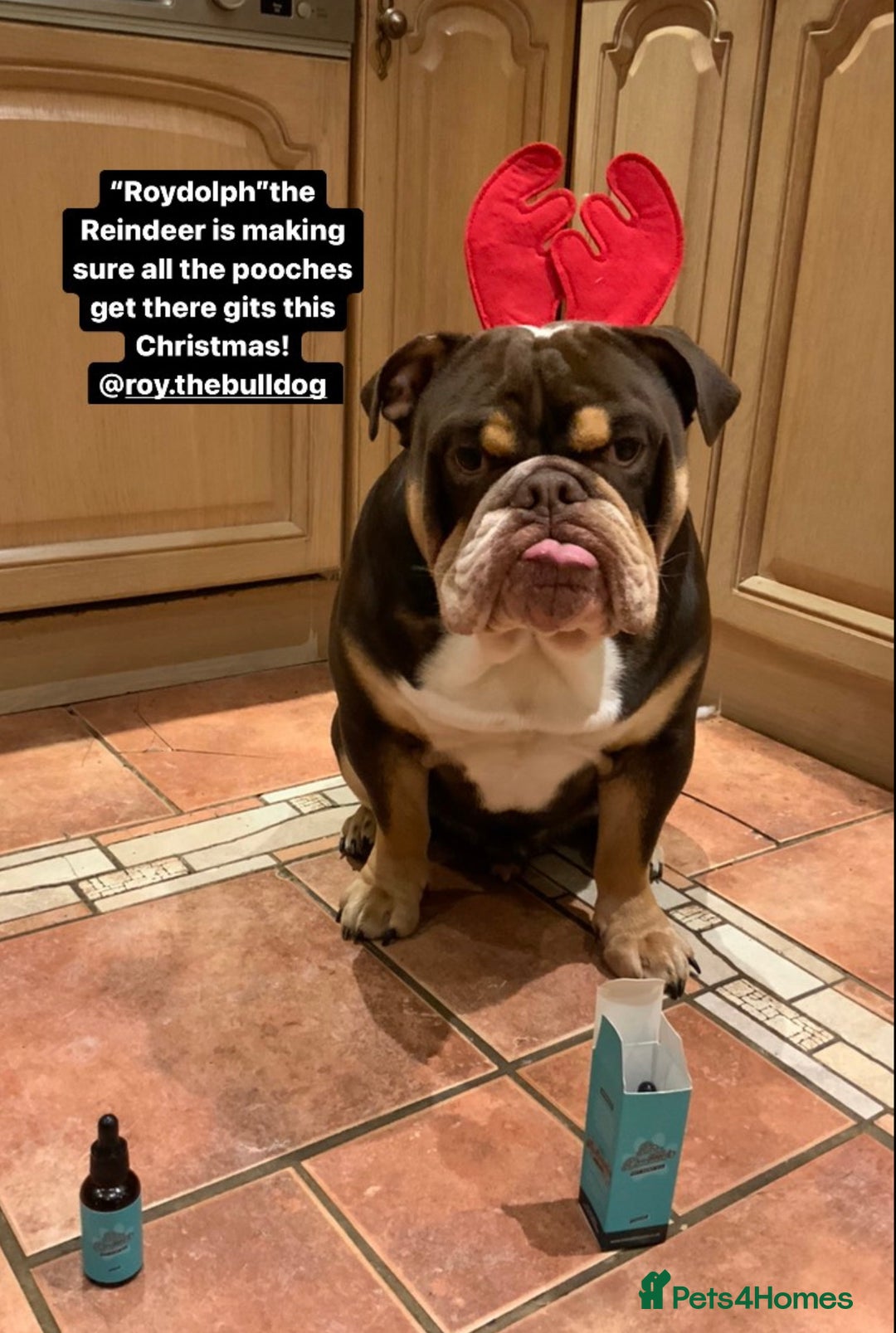 English Bulldog dogs for stud: Exclusive Tri-Colour Chocolate English Bulldog  - Image 22