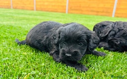 Labradoodle dogs for sale: Chunky Labradoodle Babies 🐾🐾🐾 - Image 11