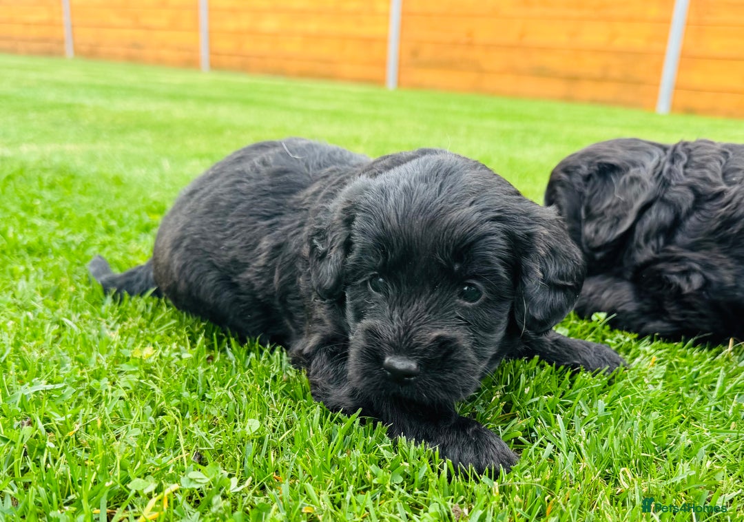 Labradoodle dogs for sale: Chunky Labradoodle Babies 🐾🐾🐾 - Image 11