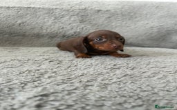 Dachshund dogs for sale: Beautiful dachshund puppies  - Image 5