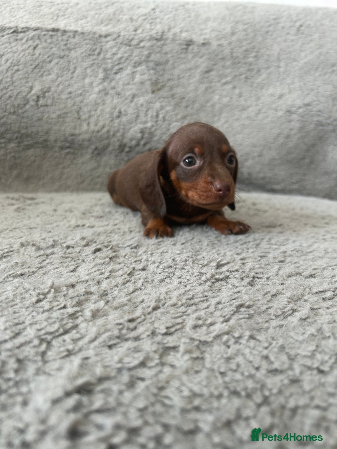 Dachshund dogs for sale: Beautiful dachshund puppies  - Image 5