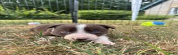 Border Collie dogs for sale: Beautiful Border Collie Puppies  - Advert 11