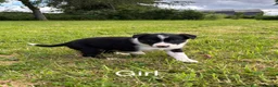 Border Collie dogs for sale: Border collie puppies for sale in Ashby-de-la-Zouch - Advert 4