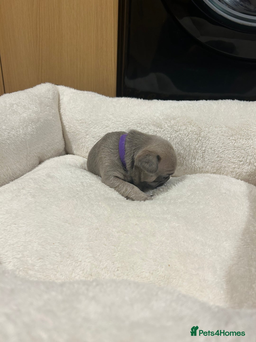 French Bulldog dogs for sale: 5⭐️ french bulldog pups 🐾 - Image 17