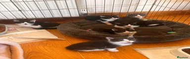 Mixed Breed kittens