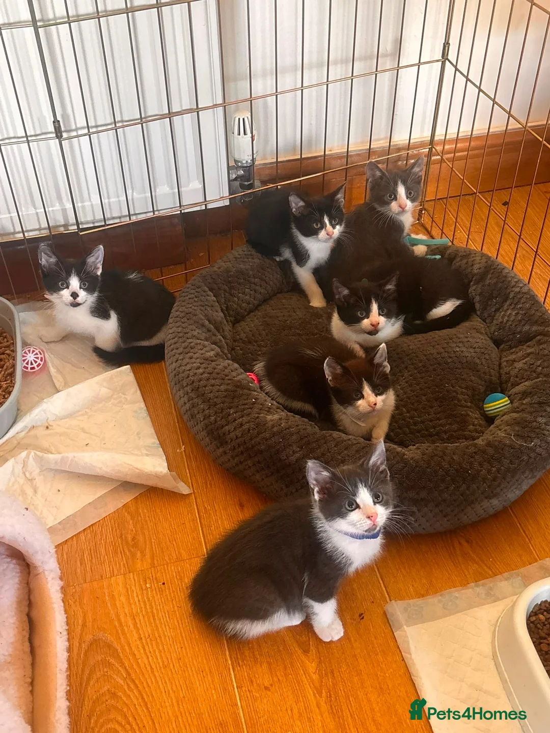 Mixed Breed cats for sale: Playful kittens  in Withernsea - Advert 2