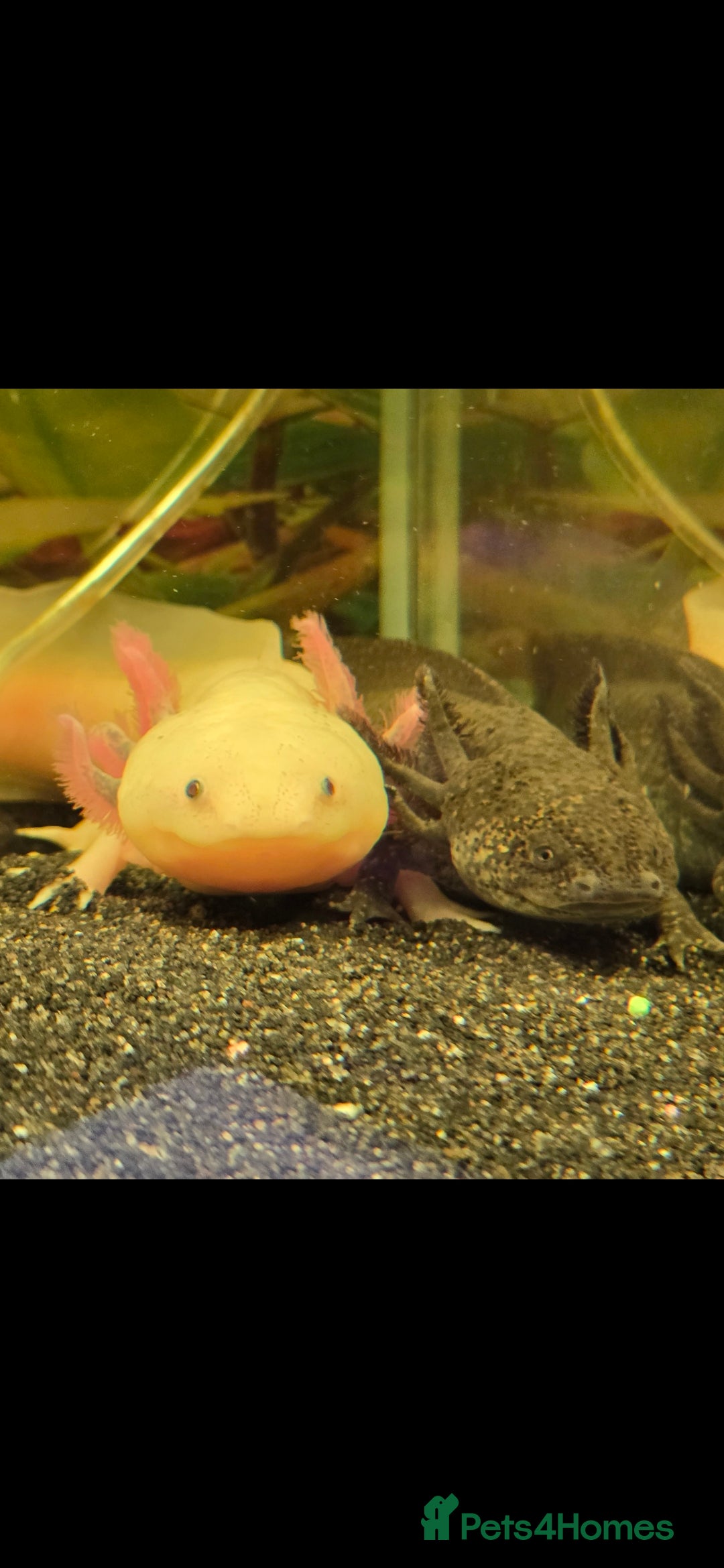 Axolotl reptiles A pair of male axolotl  - Advert 2
