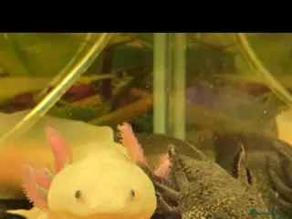 Axolotl reptiles A pair of male axolotl - Advert 3