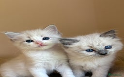 Ragdoll cats for sale: 5 beautiful GCCF Ragdoll kittens - Image 3