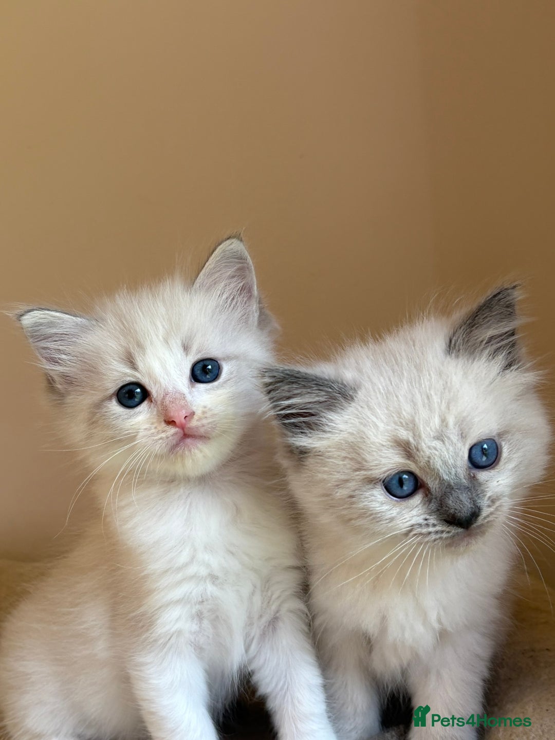Ragdoll cats for sale: 5 beautiful GCCF Ragdoll kittens - Image 3